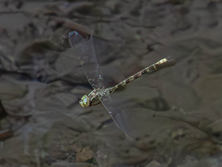 Boyeria irene (2 of 3).jpg